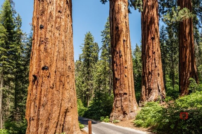 Self-Guided Audio Driving Tour in Sequoia and Kings Canyon - Hospital Rock and the human history of the park