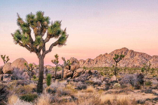 Self-Guided Driving Audio Tour in Joshua Tree National Park - Key points to know before you go