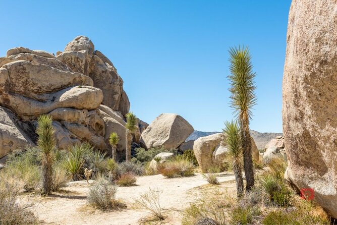 Self-Guided Driving Audio Tour in Joshua Tree National Park - Cholla Cactus Garden: look closely, do not touch