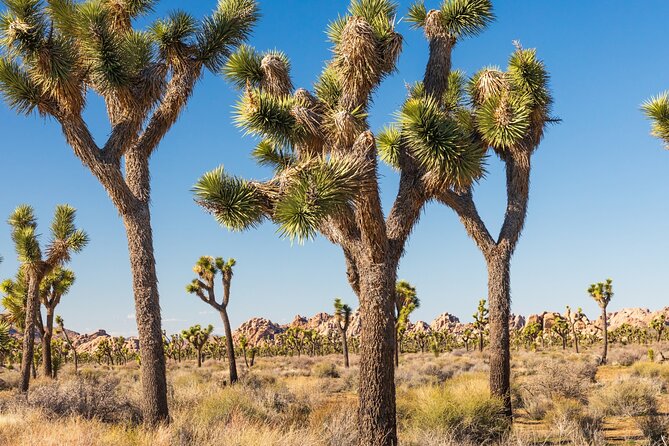 Self Guided Driving Audio Tour of Palm Springs - Celebrity homes from Liberace to Sinatra