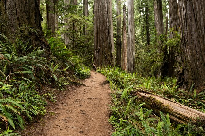 Self Guided Driving Audio Tour of Redwood National and State Park - What this Redwood audio tour actually gives you