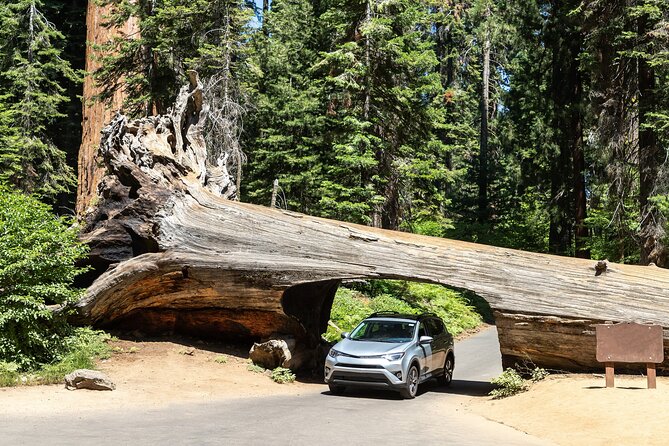 Self Guided Driving Audio Tour of Redwood National and State Park - Stout Grove and Howland Hill Road