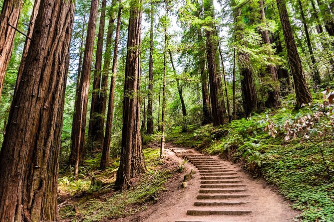 Self Guided Driving Audio Tour of Redwood National and State Park - Why the $19.99 price can make sense