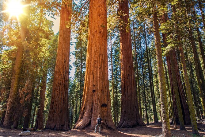 Sequoia and Kings Canyon Audio Tour Self Guide National Park Tour - FAQ