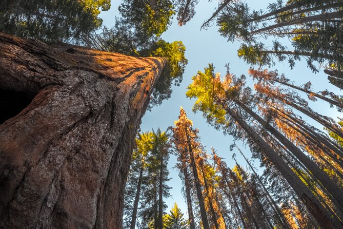 Sequoia & Kings Canyon NP Self-Guided Driving Audio Tour - General Sherman Tree and the giant sequoia groves