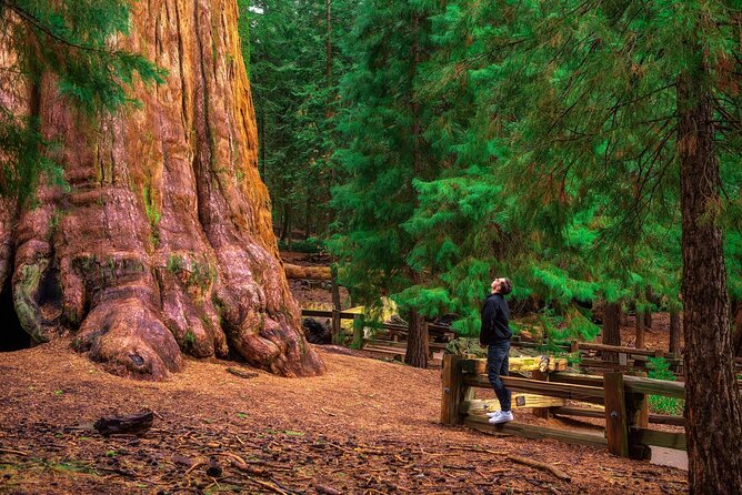 Sequoia National Park Self-Guided Audio Tour - General Sherman Tree and the giant sequoia forest