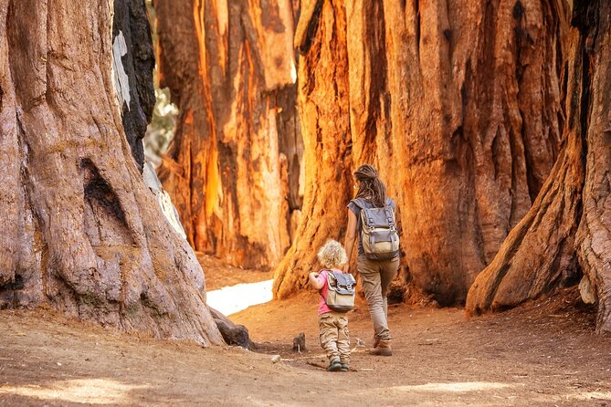 Sequoia National Park Self-Guided Audio Tour - Halstead Meadow and Little Baldy