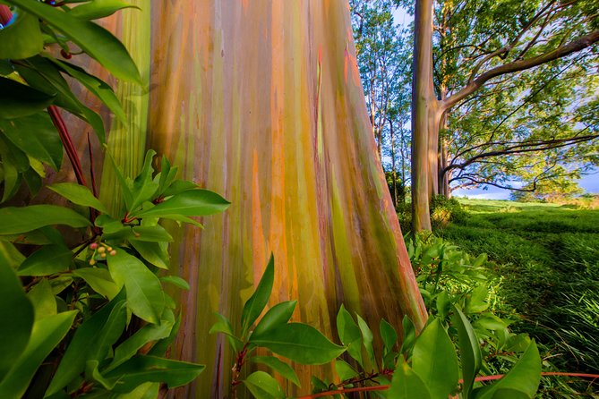 Shaka Guide Maui "Classic" Road to Hana Audio Driving Tour - Kipahulu, Oheo Gulch, and the Pipiwai Trail