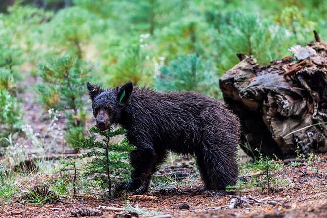 Shenandoah National Park Self-Guided Driving Audio Tour - What works well, and what can go wrong