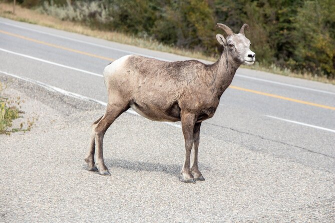 Smartphone Audio Driving Tour between Banff and Calgary - Calgary and the Stampede connection