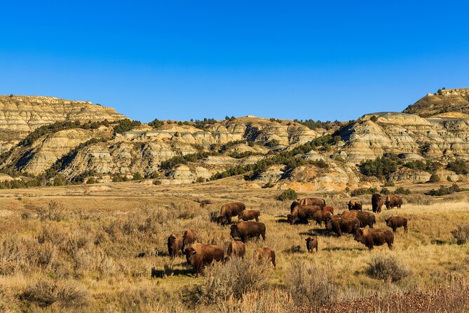 Theodore Roosevelt National Park Self-Guided Driving Audio Tour - Buckhorn Trail and the chance of bison