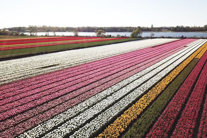 Tulip Fields near Keukenhof - Self-Drive Audio Tour for 2 People - Following the 20-kilometer flower route