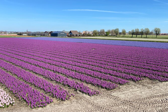Tulip Fields near Keukenhof - Self-Drive Audio Tour for 2 People - The bulb-farm stop at De Tulperij