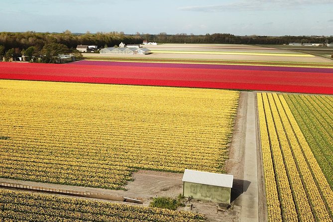Tulip Fields near Keukenhof - Self-Drive Audio Tour for 2 People - Choosing morning, afternoon, or sunset