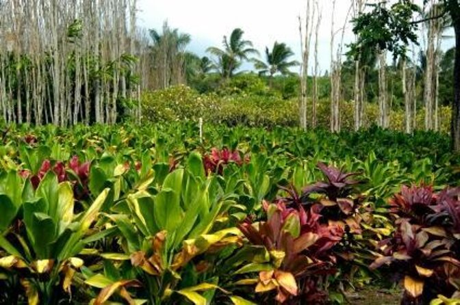 West Maui Self-Guided Audio Tour - Key points for planning your West Maui drive