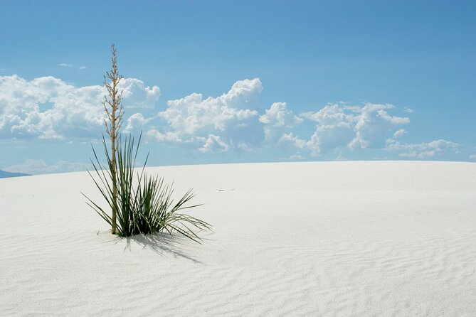 White Sands National Park Self-Guided Audio Tour - Choose your effort level at Dune Life Nature Trail