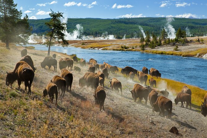 Yellowstone National Park Self-Guided Driving Audio Tour - Dunraven Pass, Mount Washburn, and the Grand Canyon
